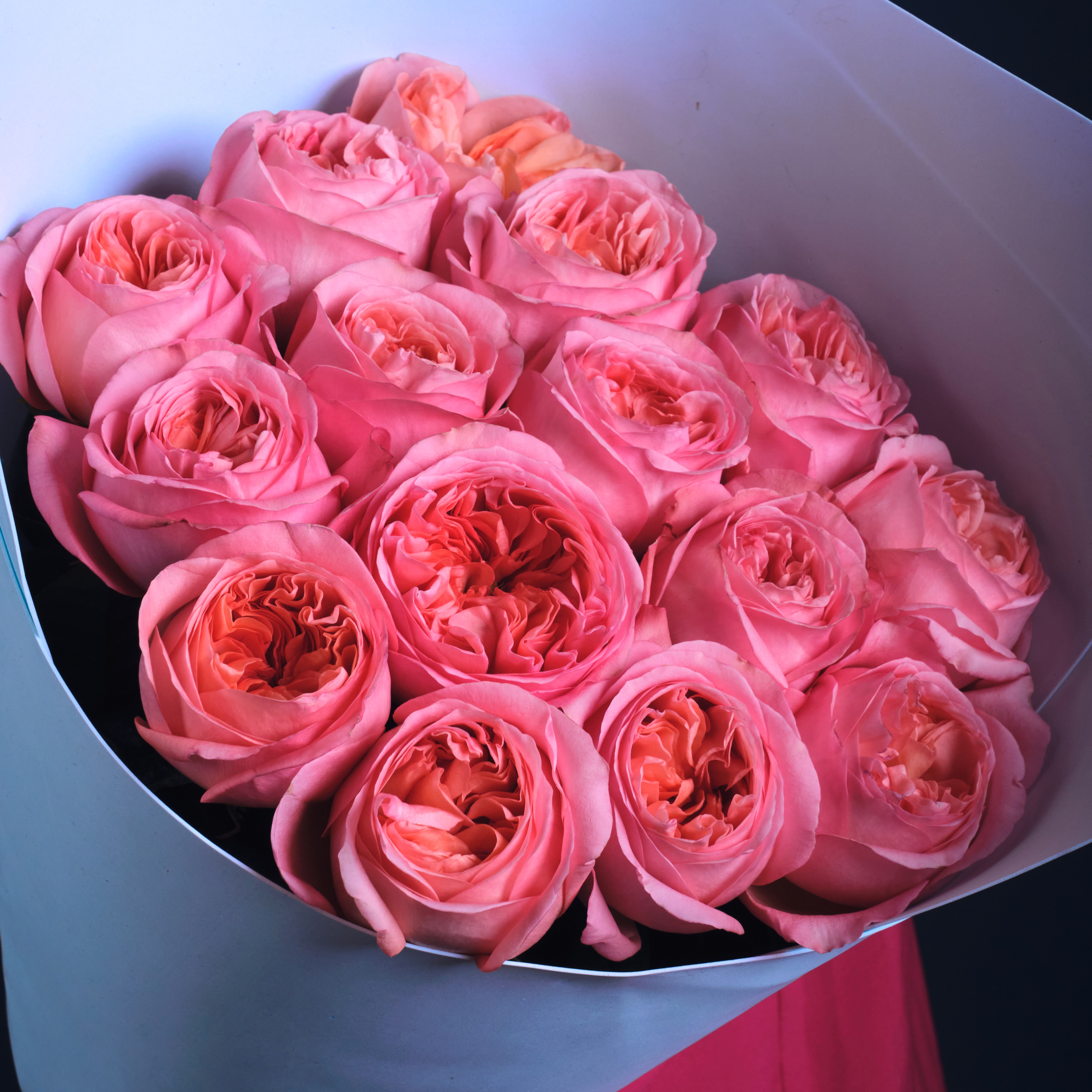 Букет из 15 розовых роз в голубой пленке «Розовая премия»